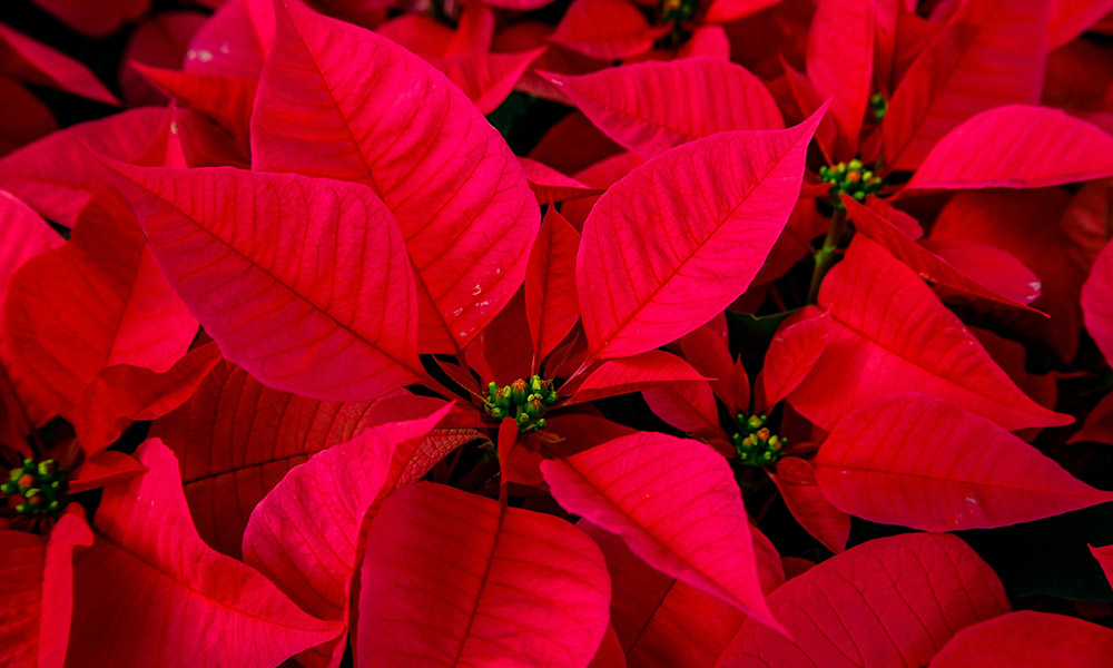 red poinsettia flowers